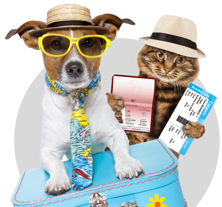Perro y Gato con una valija y un ticket de vuelo